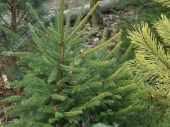Picea abies 'Końca' 